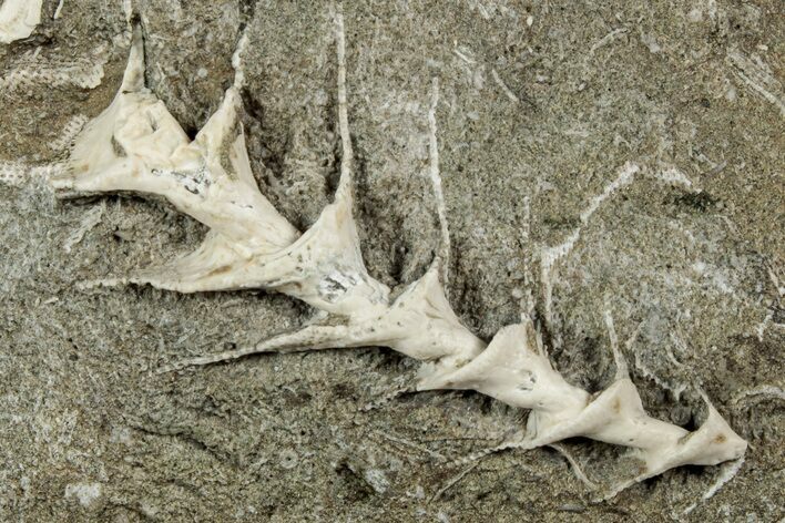 Archimedes Screw Bryozoan Fossil - Illinois #240558